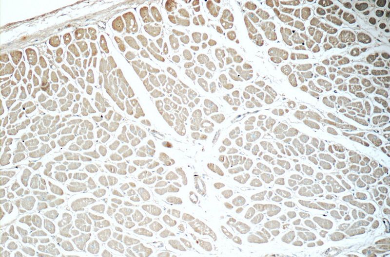 Immunohistochemistry of paraffin-embedded human heart tissue slide using Catalog No:111724(humanin Antibody) at dilution of 1:50 (under 10x lens)