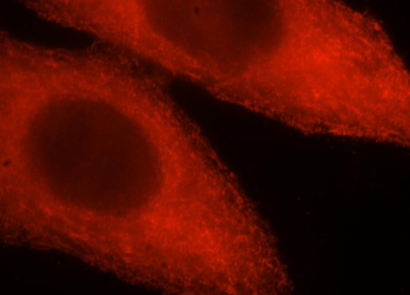 Immunofluorescent analysis of HepG2 cells, using CPLX3 antibody Catalog No:109512 at 1:25 dilution and Rhodamine-labeled goat anti-rabbit IgG (red).
