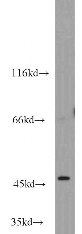 HEK-293 cells were subjected to SDS PAGE followed by western blot with Catalog No:113319(POU3F1-Specific antibody) at dilution of 1:800