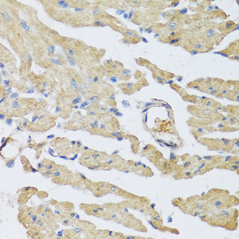 Immunohistochemistry - UCN2 Polyclonal Antibody 