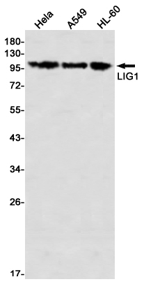 Western blot detection of LIG1 in Hela,A549,HL-60 using LIG1 Rabbit mAb(1:1000 diluted)