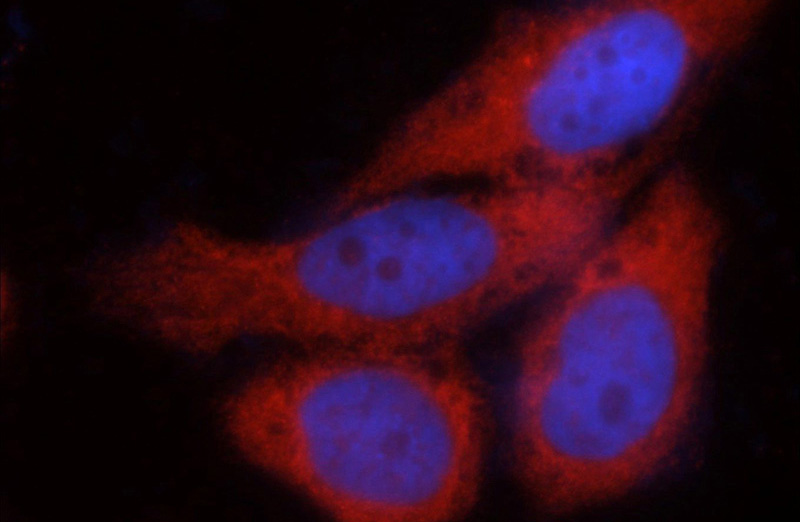 Immunofluorescent analysis of MCF-7 cells using Catalog No:108664(C14orf39 Antibody) at dilution of 1:50 and N/A