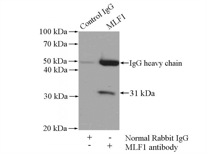 IP Result of anti-MLF1 (IP:Catalog No:112673, 4ug; Detection:Catalog No:112673 1:500) with mouse heart tissue lysate 4000ug.