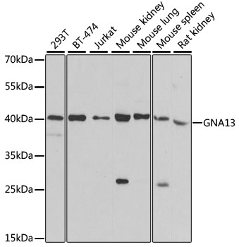 Western blot - GNA13 Polyclonal Antibody 