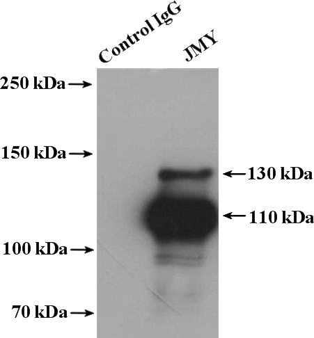IP Result of anti-JMY (IP:Catalog No:111889, 4ug; Detection:Catalog No:111889 1:600) with Jurkat cells lysate 2400ug.