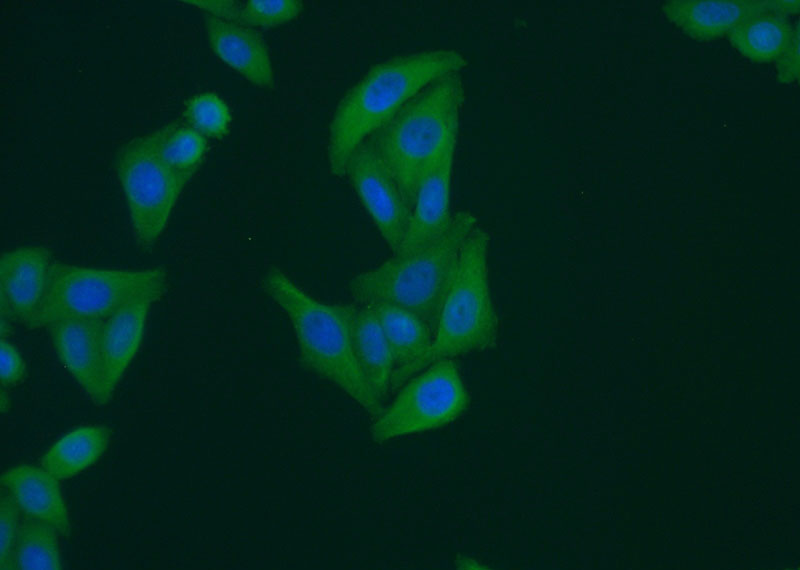 Immunofluorescent analysis of (-20oc Ethanol) fixed HepG2 cells using Catalog No:110941(GEMIN8 Antibody) at dilution of 1:50 and Alexa Fluor 488-congugated AffiniPure Goat Anti-Rabbit IgG(H+L)