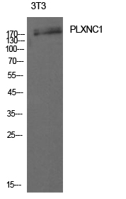 Fig1:; Western Blot analysis of 3T3 cells using CD232 Polyclonal Antibody. Antibody was diluted at 1:1000. Secondary antibody（catalog#: HA1001) was diluted at 1:20000