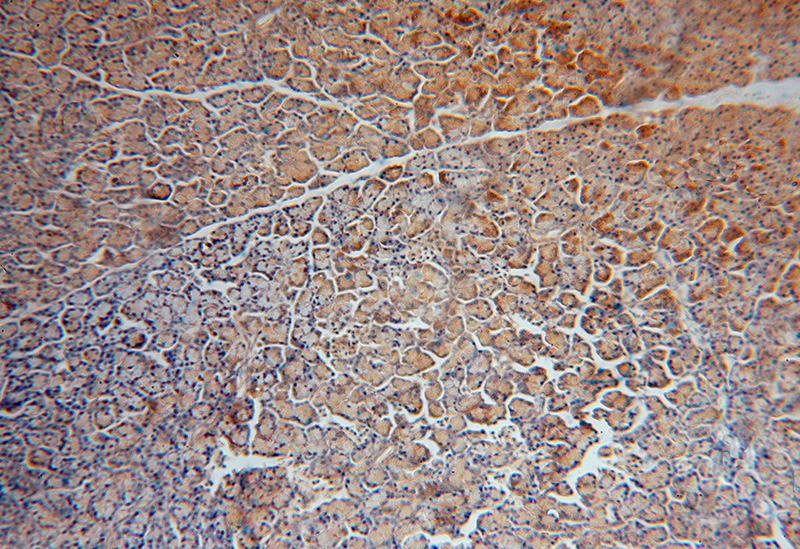 Immunohistochemical of paraffin-embedded human pancreas using Catalog No:110526(FARSB antibody) at dilution of 1:50 (under 10x lens)