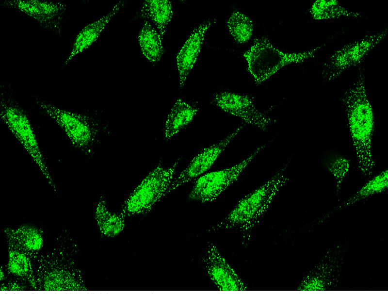 Human MPO/Myeloperoxidase Immunofluorescence(IF) 15139