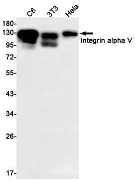 Western blot detection of Integrin alpha V in C6,3T3,Hela cell lysates using Integrin alpha V Rabbit mAb(1:1000 diluted).Predicted band size:87kDa.Observed band size:135kDa.