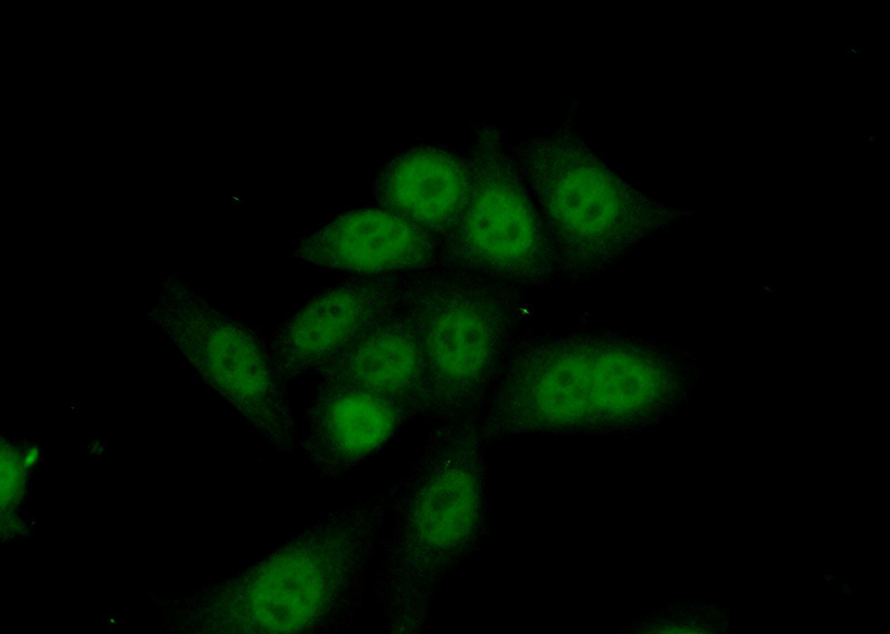 Immunofluorescent analysis of (10% Formaldehyde) fixed HeLa cells using Catalog No:110164(EAPP Antibody) at dilution of 1:50 and Alexa Fluor 488-congugated AffiniPure Goat Anti-Rabbit IgG(H+L)