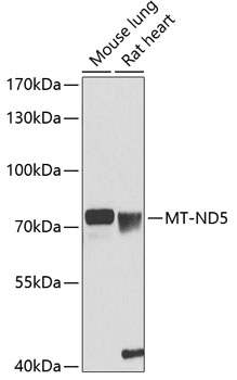 Western blot - MT-ND5 Polyclonal Antibody 