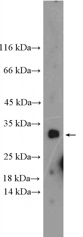 RAW 264.7 cells were subjected to SDS PAGE followed by western blot with Catalog No:111736(IL31 Antibody) at dilution of 1:300