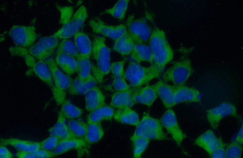 Immunofluorescent analysis of (10% Formaldehyde) fixed HEK-293 cells using Catalog No:110190(EIF3A Antibody) at dilution of 1:50 and Alexa Fluor 488-congugated AffiniPure Goat Anti-Rabbit IgG(H+L)
