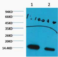 Western blot analysis of Hela, diluted at 1) 1:1000 . 2) 1:3000 cells nucleus extracted by Minute TM Cytoplasmic and Nuclear Fractionation kit (SC-003,Inventbiotech,MN,USA).