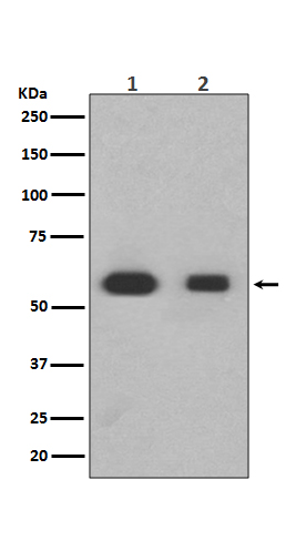 Western blot analysis of Smad3 expression in (1) Jurkat cell lysate; (2) Rat liver lysate.