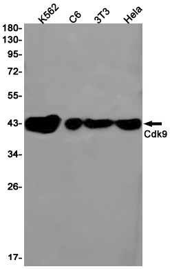 Western blot detection of Cdk9 in K562,C6,3T3,Hela cell lysates using Cdk9 Rabbit pAb(1:1000 diluted).Predicted band size:43kDa.Observed band size:43kDa.