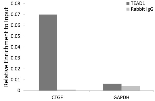 Chromatin Immunoprecipitation - TEAD1 Polyclonal Antibody 