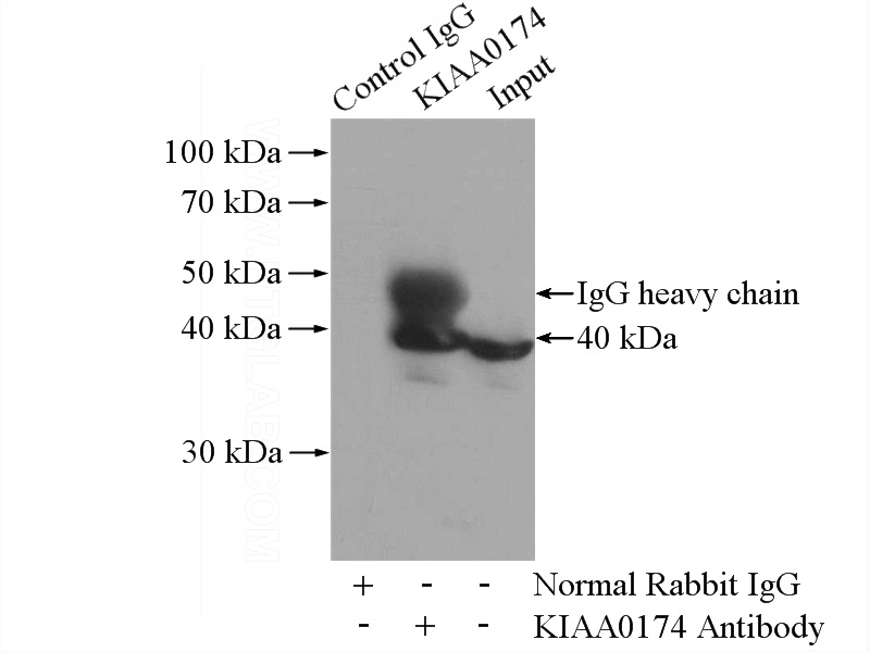IP Result of anti-hIST1 (IP:Catalog No:111943, 4ug; Detection:Catalog No:111943 1:300) with A549 cells lysate 2800ug.