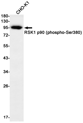 Western blot detection of RSK1 p90 (phospho-Ser380) in CHO-K1 cell lysates using RSK1 p90 (phospho-Ser380) Rabbit mAb(1:1000 diluted).Predicted band size:83kDa.Observed band size:83kDa.
