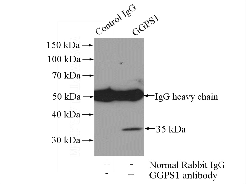 IP Result of anti-GGPS1 (IP:Catalog No:110960, 4ug; Detection:Catalog No:110960 1:500) with mouse brain tissue lysate 2640ug.