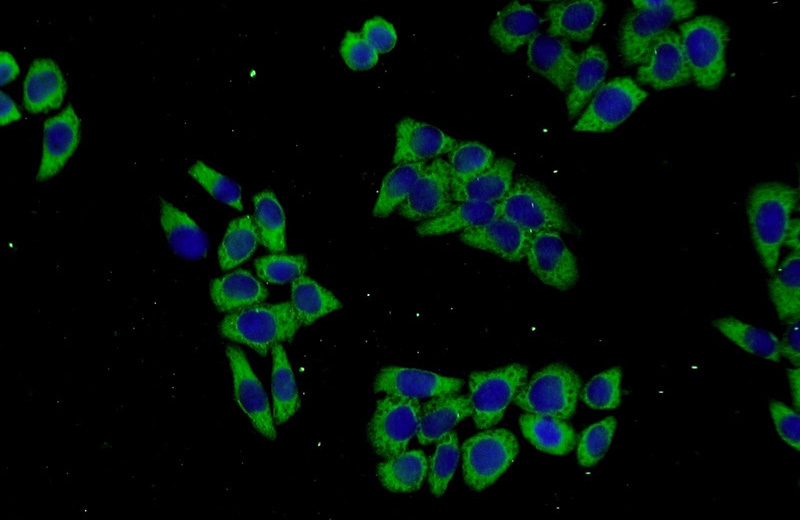 Immunofluorescent analysis of L02 cells using Catalog No:114221(PROSC Antibody) at dilution of 1:50 and Alexa Fluor 488-congugated AffiniPure Goat Anti-Rabbit IgG(H+L)