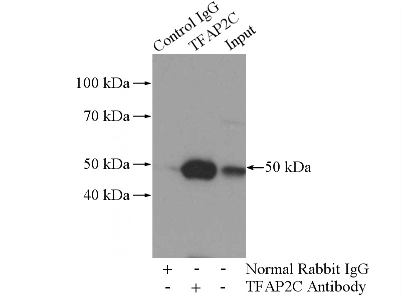 IP Result of anti-TFAP2C (IP:Catalog No:116000, 4ug; Detection:Catalog No:116000 1:1000) with HeLa cells lysate 2800ug.