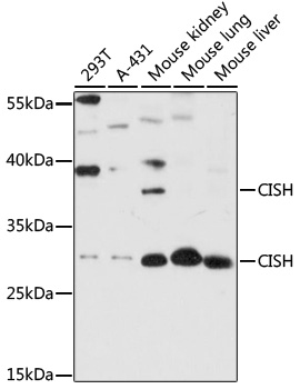 Western blot - CISH Polyclonal Antibody 