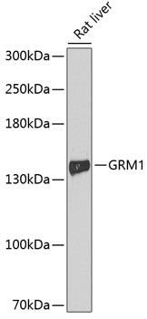 Western blot - GRM1 Polyclonal Antibody 