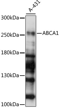 Western blot - ABCA1 Polyclonal Antibody 