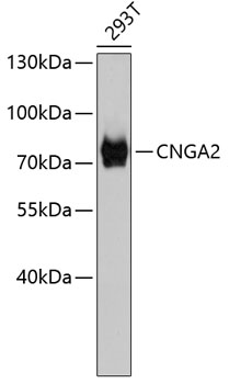 Western blot - CNGA2 Polyclonal Antibody 