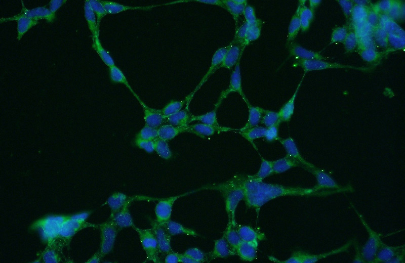 Immunofluorescent analysis of HEK-293 cells using Catalog No:112467(MANEA Antibody) at dilution of 1:50 and Alexa Fluor 488-congugated AffiniPure Goat Anti-Rabbit IgG(H+L)