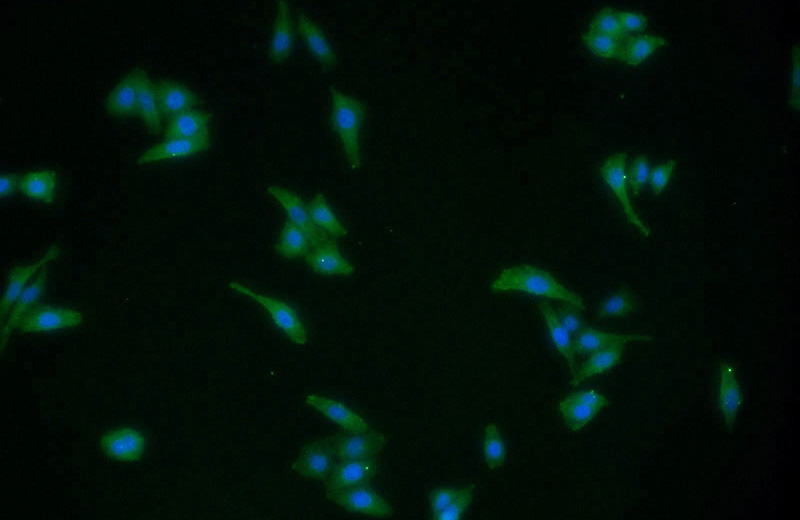 Immunofluorescent analysis of HeLa cells using Catalog No:113544(P2RX7 Antibody) at dilution of 1:50 and Alexa Fluor 488-congugated AffiniPure Goat Anti-Rabbit IgG(H+L)