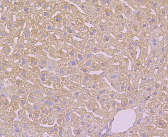 Fig4: Immunohistochemical analysis of paraffin-embedded mouse liver tissue using anti-TMEM2 antibody. Counter stained with hematoxylin.