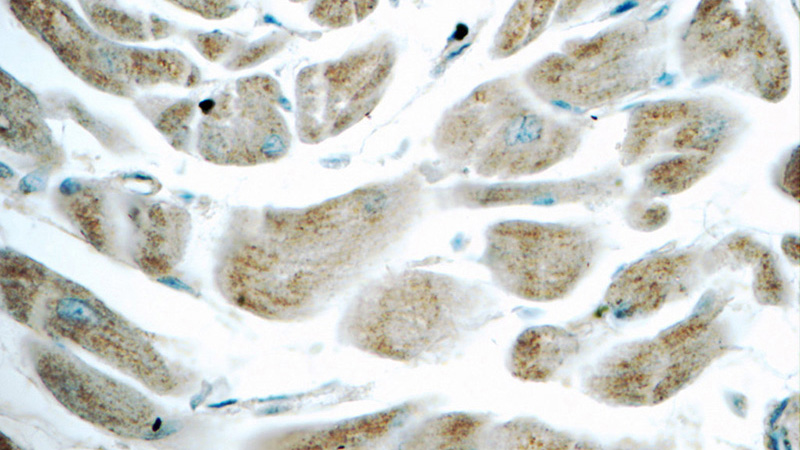 Immunohistochemistry of paraffin-embedded human heart tissue slide using Catalog No:111955(ITPA Antibody) at dilution of 1:50 (under 40x lens)