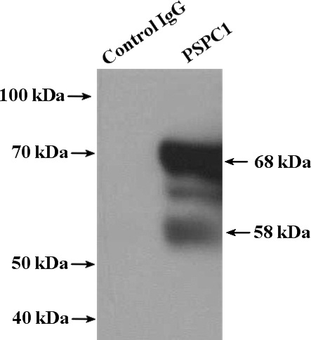 IP Result of anti-PSPC1 (IP:Catalog No:114253, 4ug; Detection:Catalog No:114253 1:1000) with HEK-293 cells lysate 2800ug.
