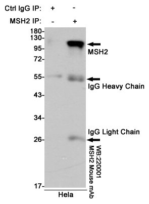 Immunoprecipitation analysis of Hela cell lysates using MSH2 mouse mAb.