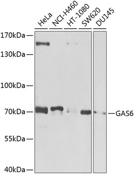 Western blot - GAS6 Polyclonal Antibody 