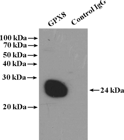 IP Result of anti-GPX8 (IP:Catalog No:111152, 4ug; Detection:Catalog No:111152 1:300) with HEK-293 cells lysate 3000ug.