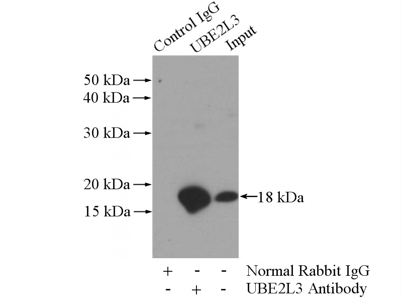 IP Result of anti-UBE2L3 (IP:Catalog No:116530, 3ug; Detection:Catalog No:116530 1:2000) with mouse kidney tissue lysate 4000ug.