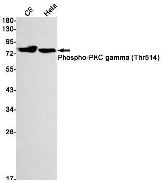 Western blot detection of Phospho-PKC gamma (Thr514) in C6,Hela cell lysates using Phospho-PKC gamma (Thr514) Rabbit mAb(1:1000 diluted).Predicted band size:78kDa.Observed band size: 78-85kDa.