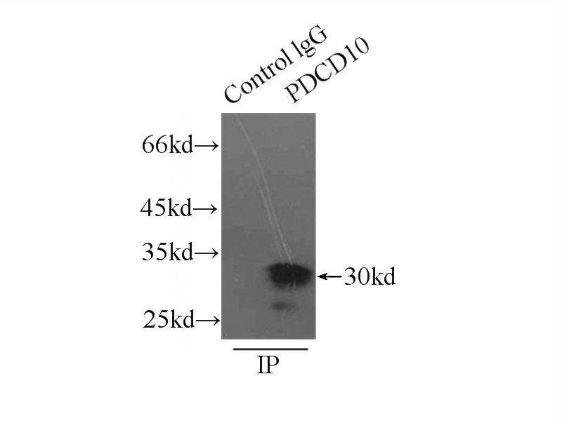 IP Result of anti-PDCD10 (IP:Catalog No:109067, 3ug; Detection:Catalog No:109067 1:300) with mouse skeletal muscle tissue lysate 7500ug.