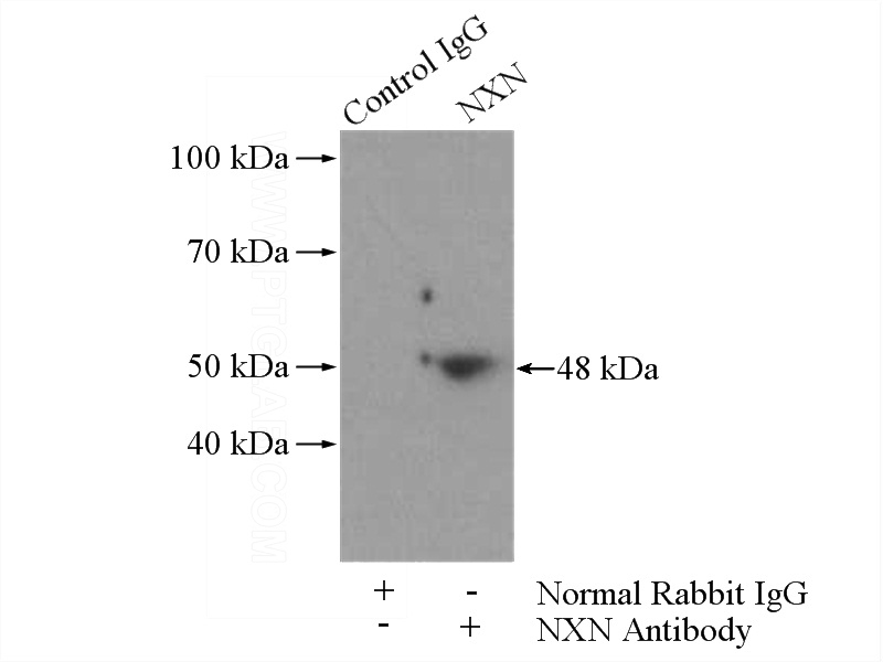 IP Result of anti-NXN (IP:Catalog No:113454, 4ug; Detection:Catalog No:113454 1:500) with HeLa cells lysate 3200ug.
