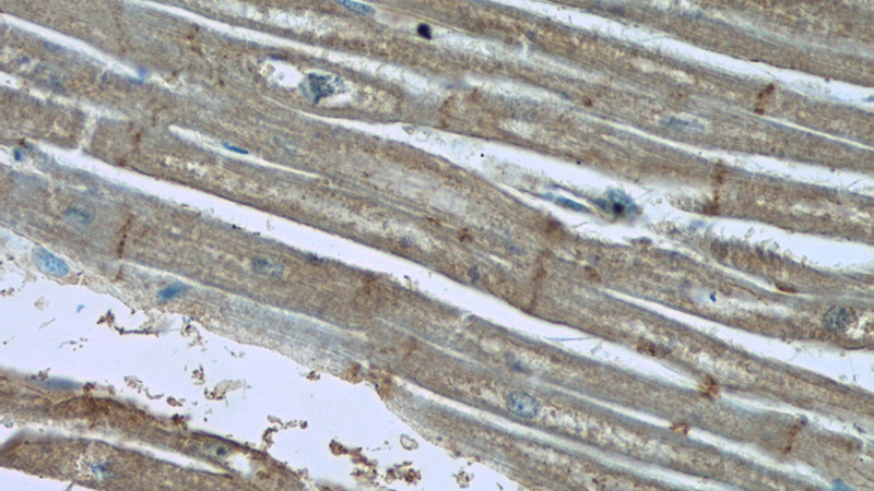 Immunohistochemistry of paraffin-embedded human heart tissue slide using Catalog No:110304(LPAR3-Specific Antibody) at dilution of 1:100 (under 40x lens)