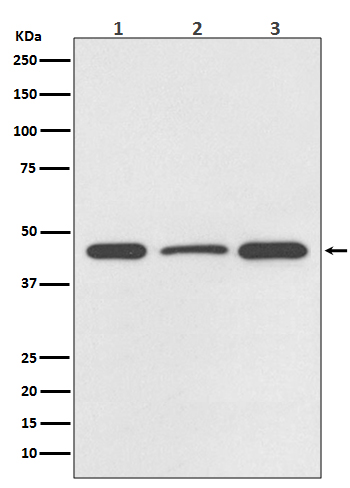 Western blot analysis of DUSP1 expression in (1) HeLa cell lysate; (2) NIH/3T3 cell lysate; (3) PC-12 cell lysate.