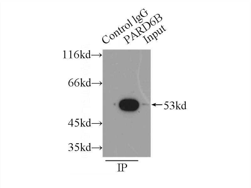 IP Result of anti-PARD6B (IP:Catalog No:113583, 3ug; Detection:Catalog No:113583 1:200) with HEK-293 cells lysate 6000ug.