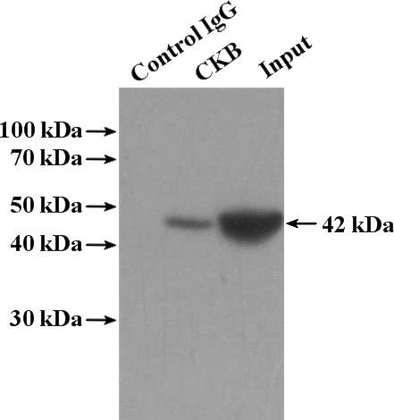IP Result of anti-CKB (IP:Catalog No:109543, 4ug; Detection:Catalog No:109543 1:500) with mouse brain tissue lysate 4000ug.