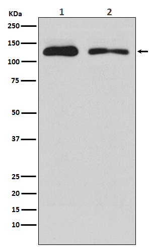 Western blot analysis of ULK1 expression in (1) HEK293 cell lysate; (2) PC12 cell lysate.
