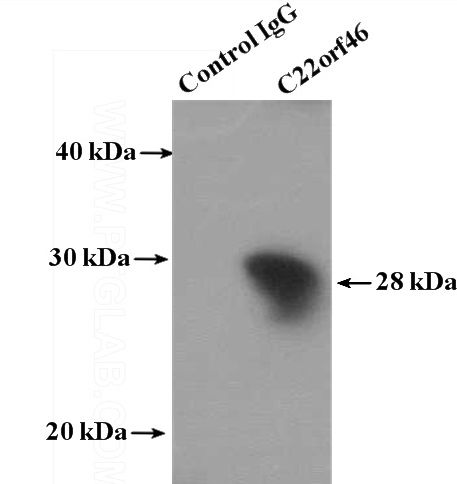 IP Result of anti-CTA-216E10.6 (IP:Catalog No:108710, 4ug; Detection:Catalog No:108710 1:500) with HepG2 cells lysate 4000ug.