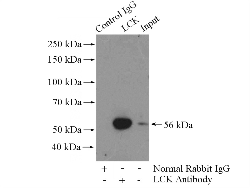 IP Result of anti-LCK (IP:Catalog No:112172, 4ug; Detection:Catalog No:112172 1:500) with Jurkat cells lysate 4000ug.